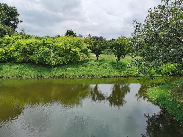 游玩广州海珠湿地公园（海珠湿地公园游）(52)