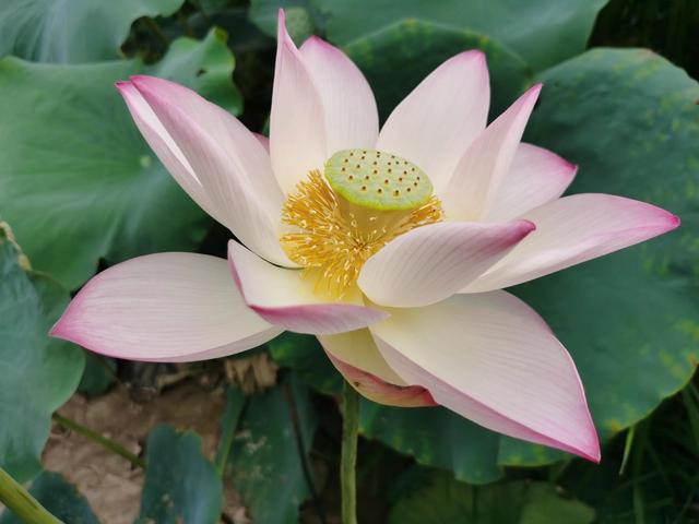 游玩广州海珠湿地公园（海珠湿地公园游）(11)