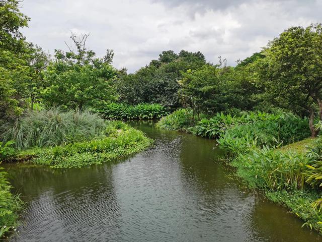 游玩广州海珠湿地公园（海珠湿地公园游）(53)