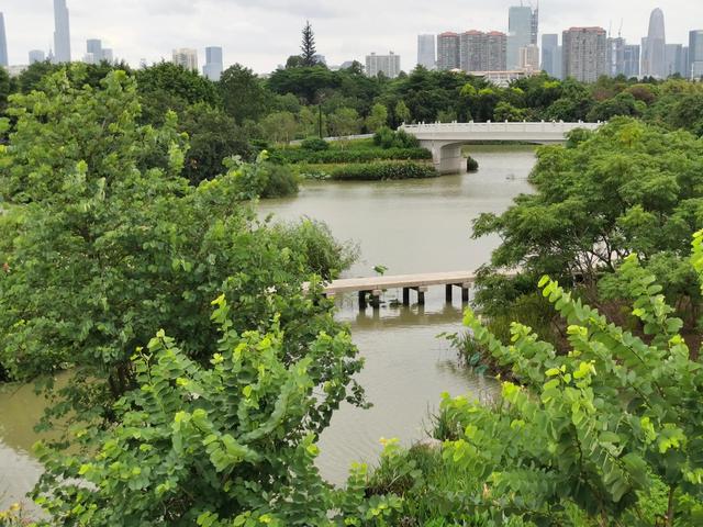 游玩广州海珠湿地公园（海珠湿地公园游）(34)