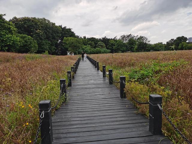 游玩广州海珠湿地公园（海珠湿地公园游）(44)