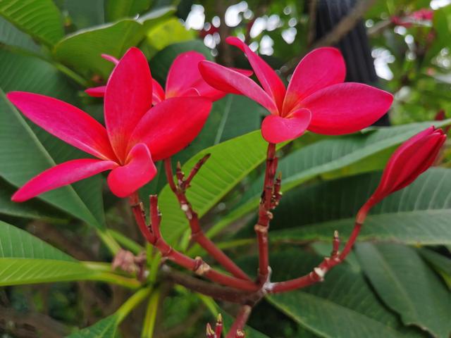 游玩广州海珠湿地公园（海珠湿地公园游）(54)