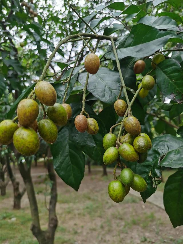 游玩广州海珠湿地公园（海珠湿地公园游）(38)