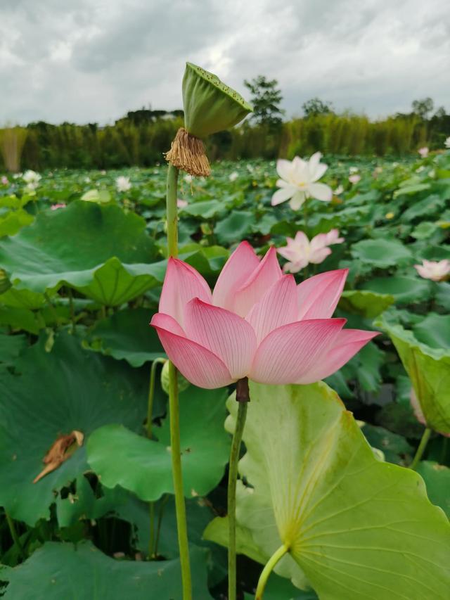 游玩广州海珠湿地公园（海珠湿地公园游）(21)