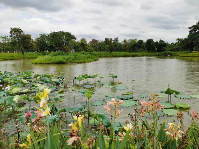 游玩广州海珠湿地公园（海珠湿地公园游）(26)