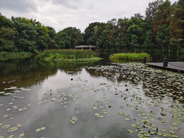游玩广州海珠湿地公园（海珠湿地公园游）(62)