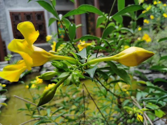 游玩广州海珠湿地公园（海珠湿地公园游）(68)