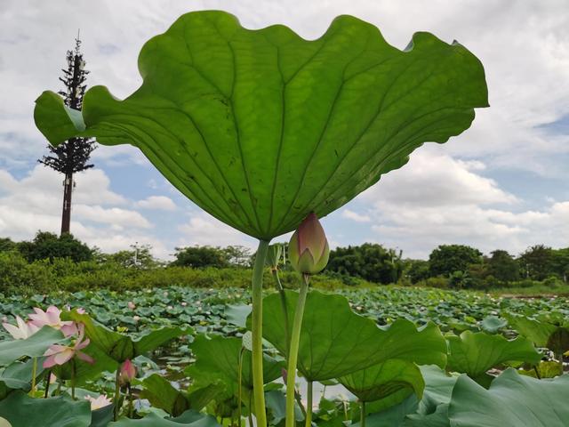 游玩广州海珠湿地公园（海珠湿地公园游）(9)