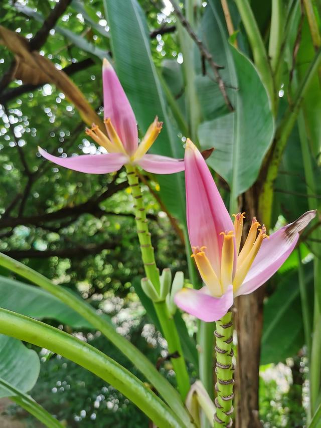 游玩广州海珠湿地公园（海珠湿地公园游）(57)