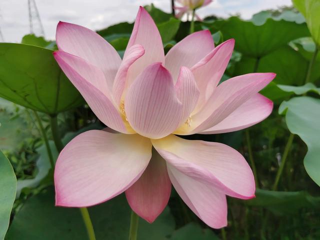 游玩广州海珠湿地公园（海珠湿地公园游）(7)