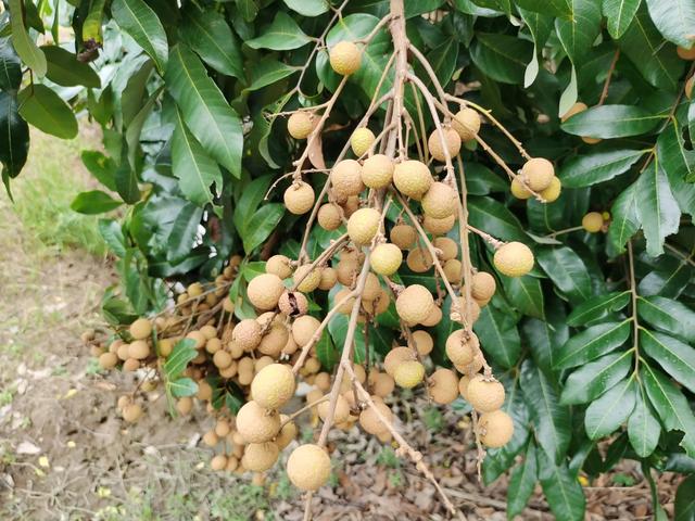 游玩广州海珠湿地公园（海珠湿地公园游）(5)