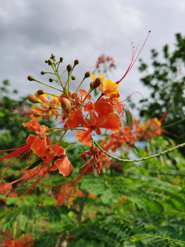 游玩广州海珠湿地公园（海珠湿地公园游）(6)