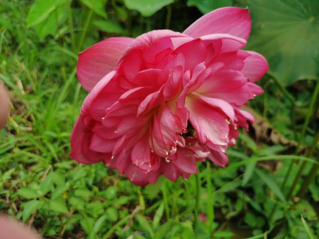 游玩广州海珠湿地公园（海珠湿地公园游）(40)