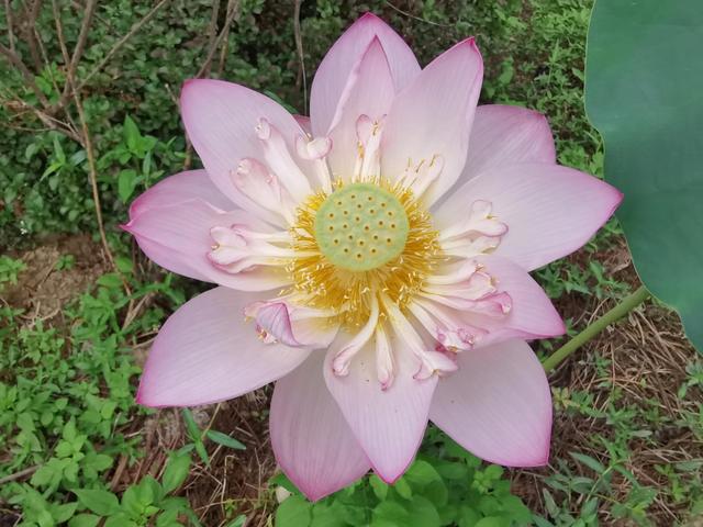 游玩广州海珠湿地公园（海珠湿地公园游）(10)