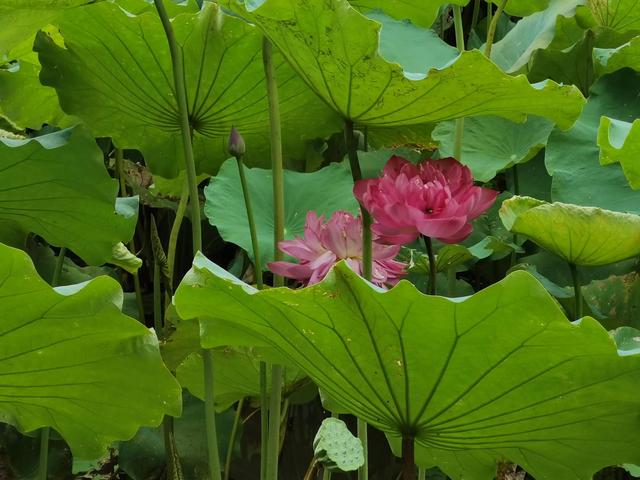 游玩广州海珠湿地公园（海珠湿地公园游）(39)