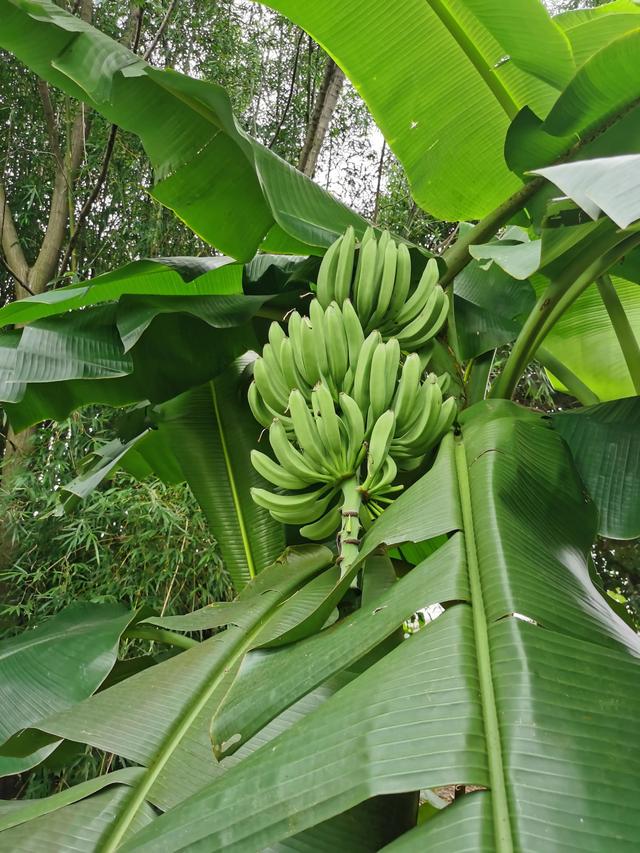 游玩广州海珠湿地公园（海珠湿地公园游）(4)