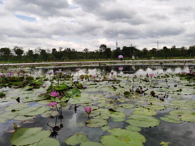 游玩广州海珠湿地公园（海珠湿地公园游）(29)