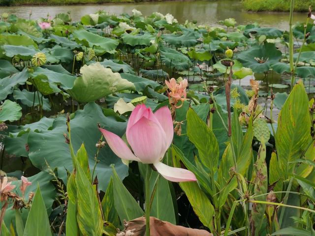 游玩广州海珠湿地公园（海珠湿地公园游）(27)