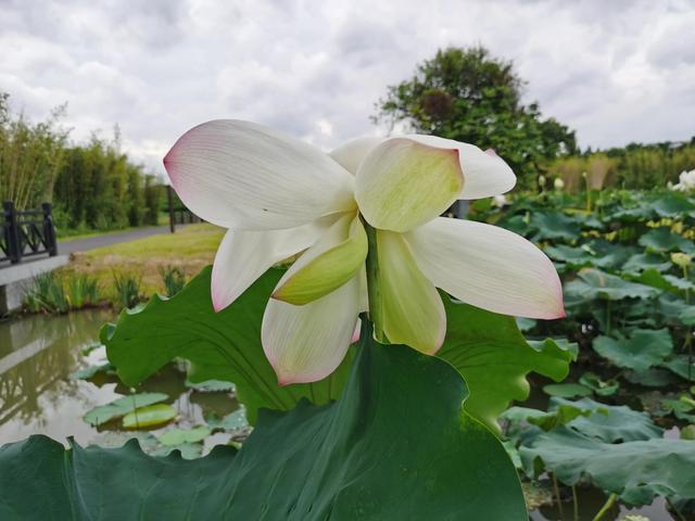 游玩广州海珠湿地公园（海珠湿地公园游）(23)