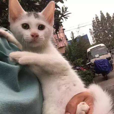 上海猫咪收养（猫咪领养上海有爱伐）(37)
