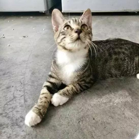 上海猫咪收养（猫咪领养上海有爱伐）(22)