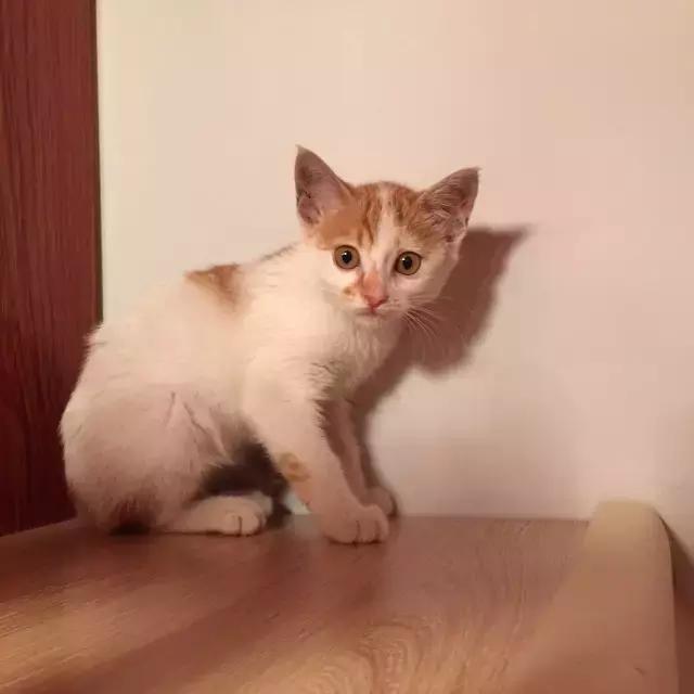 上海猫咪收养（猫咪领养上海有爱伐）(3)