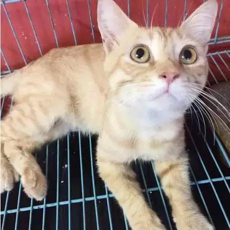 上海猫咪收养（猫咪领养上海有爱伐）(11)