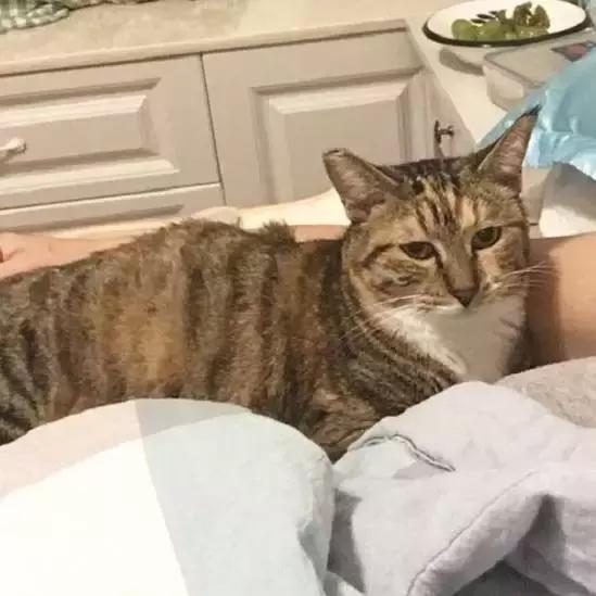 上海猫咪收养（猫咪领养上海有爱伐）(33)