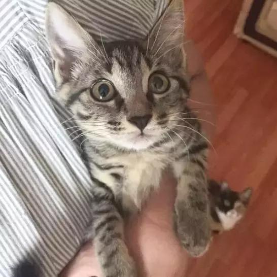 上海猫咪收养（猫咪领养上海有爱伐）(15)