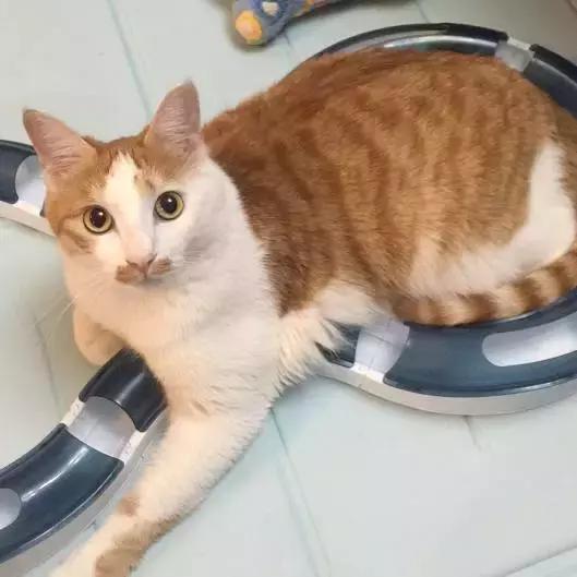 上海猫咪收养（猫咪领养上海有爱伐）(25)