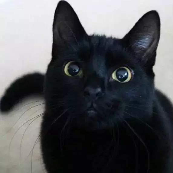 上海猫咪收养（猫咪领养上海有爱伐）(21)