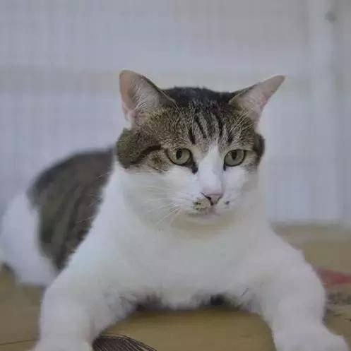 上海猫咪收养（猫咪领养上海有爱伐）(41)