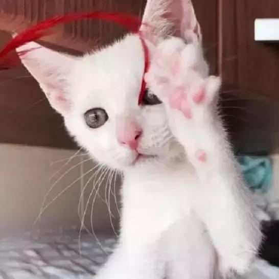 上海猫咪收养（猫咪领养上海有爱伐）(16)