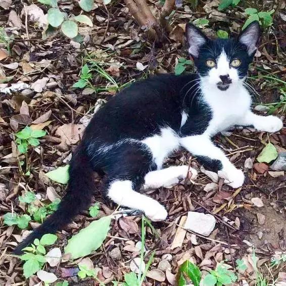 上海猫咪收养（猫咪领养上海有爱伐）(8)