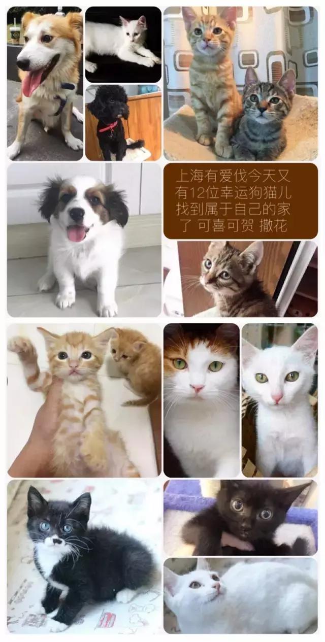 上海猫咪收养（猫咪领养上海有爱伐）(45)