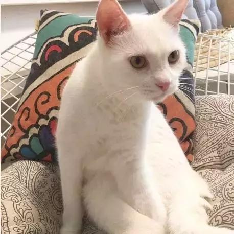 上海猫咪收养（猫咪领养上海有爱伐）(19)