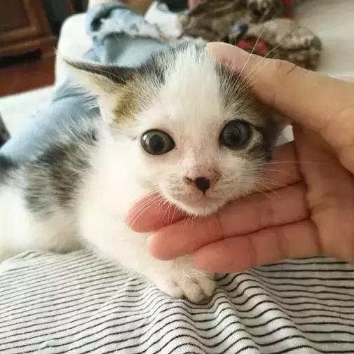 上海猫咪收养（猫咪领养上海有爱伐）(9)