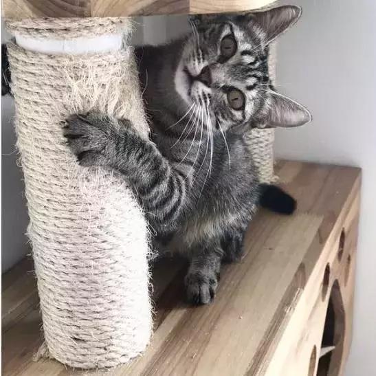 上海猫咪收养（猫咪领养上海有爱伐）(39)