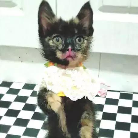 上海猫咪收养（猫咪领养上海有爱伐）(12)