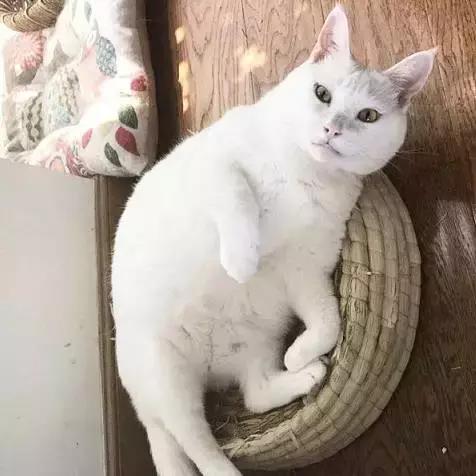 上海猫咪收养（猫咪领养上海有爱伐）(38)