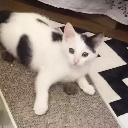 上海猫咪收养（猫咪领养上海有爱伐）(35)