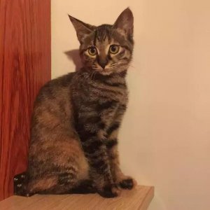 ​上海猫咪收养（猫咪领养上海有爱伐）