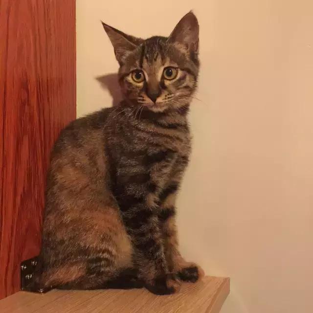 上海猫咪收养（猫咪领养上海有爱伐）(1)