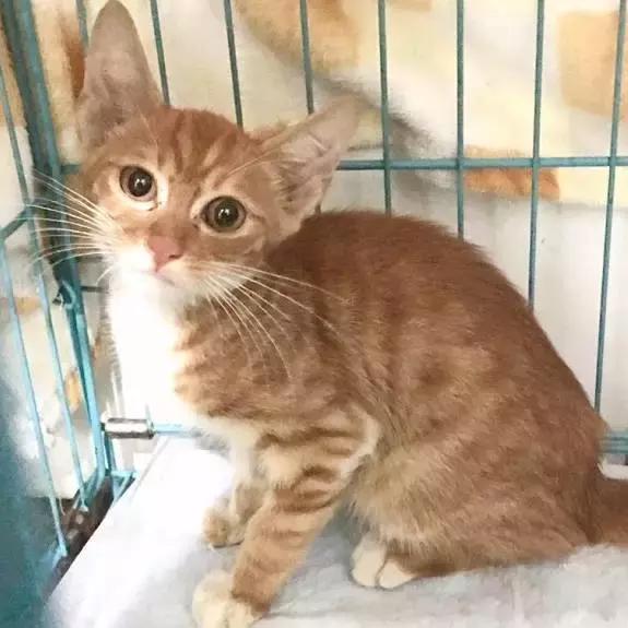 上海猫咪收养（猫咪领养上海有爱伐）(14)