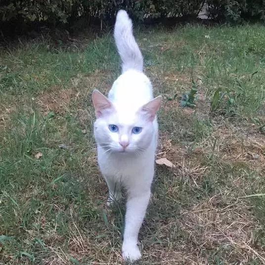 上海猫咪收养（猫咪领养上海有爱伐）(29)