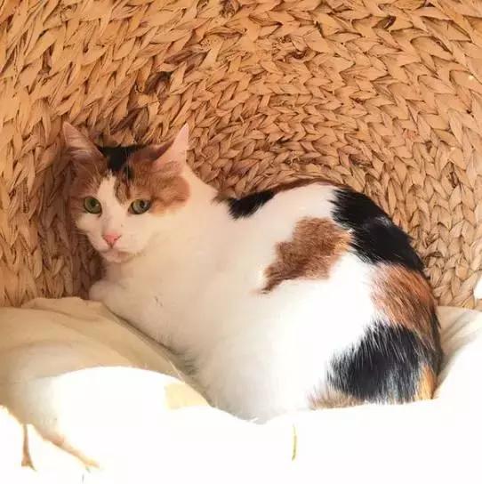 上海猫咪收养（猫咪领养上海有爱伐）(2)