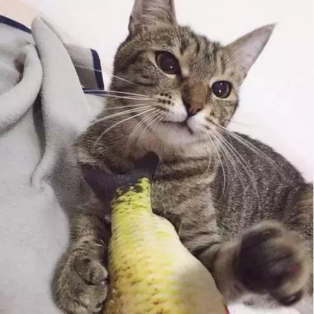 上海猫咪收养（猫咪领养上海有爱伐）(6)