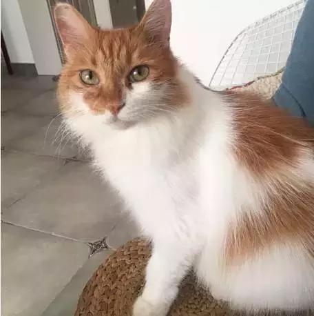 上海猫咪收养（猫咪领养上海有爱伐）(20)