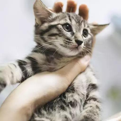 上海猫咪收养（猫咪领养上海有爱伐）(17)