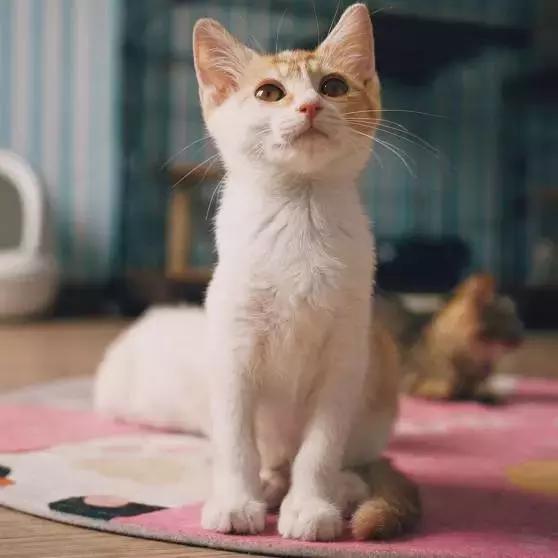 上海猫咪收养（猫咪领养上海有爱伐）(30)